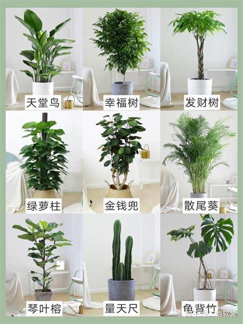 家裡放什麼植物好 欣的意思